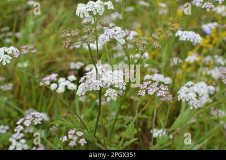 Torilis japonica cresce tra le erbe selvatiche Foto Stock