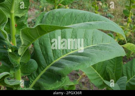 Tabacco che cresce su una piantagione in un campo di fattoria Foto Stock