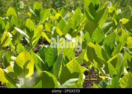 Tabacco che cresce su una piantagione in un campo di fattoria Foto Stock