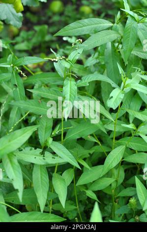 Persicaria hydropiper cresce tra le erbe in natura Foto Stock