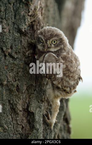 Arrampicata gufo... Gufo piccolo (nocciola di Athene), gufo piccolo, gufo piccolo accoccolato che sale su un tronco di albero. Foto Stock