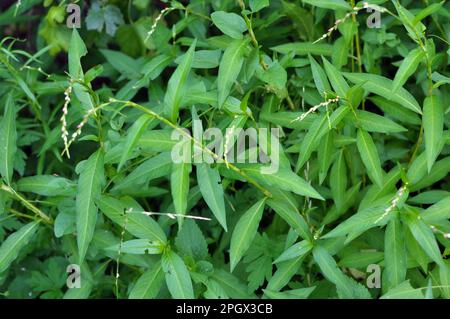 Persicaria maculosa gPersicaria hydropiper cresce tra le erbe nelle salse tra le erbe in natura Foto Stock