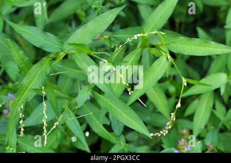 Persicaria hydropiper cresce tra le erbe in natura Foto Stock