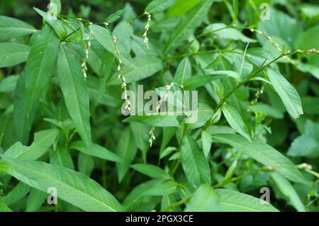 Persicaria hydropiper cresce tra le erbe in natura Foto Stock