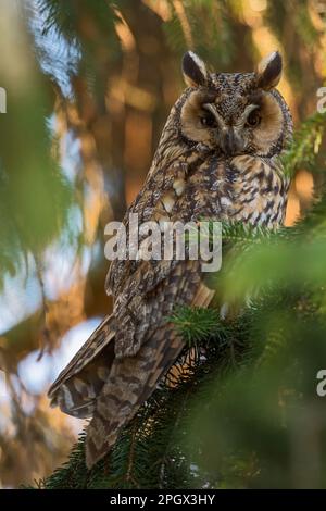 notturno... Gufo dalle orecchie lunghe ( Asio otus ) nel suo nascondiglio diurno in un albero di conifere. Foto Stock