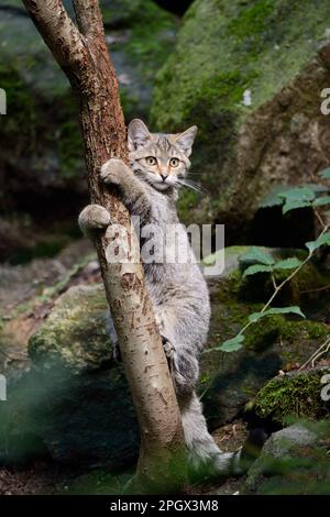 all'albero del gatto... Gatto selvatico europeo ( Felis silvestris ), gattino giocoso. Foto Stock