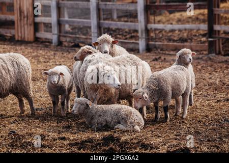 Gregge di pecore in una stalla aperta nella fattoria. Foto Stock