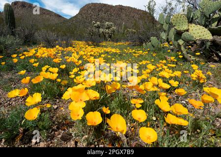 Papaveri d'oro (Escholzia californica ssp. mexicana), Saguaro National Park, West Unit, Tucson, Arizona, STATI UNITI. Primavera 2023 fioritura. Foto Stock