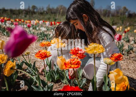 due bambini in abiti bianchi che raccolgono tulipani seduti nel campo Foto Stock