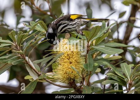 New Holland Honeyeater nutrire sul nettare di una Banksia Costa Foto Stock