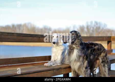 Una scena all'aperto di due cani Borzoi contro un corpo tranquillo di acqua in piedi su un molo di legno Foto Stock
