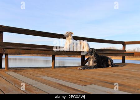 Una scena all'aperto di due cani Borzoi contro un corpo tranquillo di acqua in piedi su un molo di legno Foto Stock