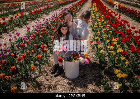 madre e due bambini seduti nel campo dei tulipani con secchio pieno di fiori raccolti Foto Stock