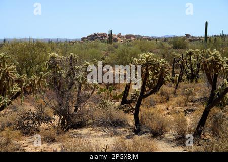 Cholla cactus sonora deserto metà estate e saguaro Foto Stock