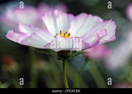 Macro immagine di un Cosmos (Cosmea) Bipinnatus Sensation Picotee; morbido fiore bianco-rosato bordato in rosa rosa. Settembre, Inghilterra Foto Stock