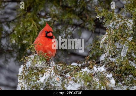 Cardinale settentrionale maschio (Cardinalis cardinalis) in un albero nevoso. Foto Stock