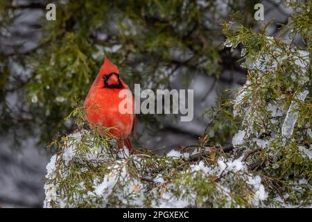 Cardinale settentrionale maschio (Cardinalis cardinalis) in un albero nevoso. Foto Stock