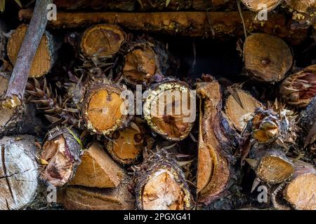 Una pila di legno composta da bastoni e ramoscelli è stata ordinata con cura Foto Stock