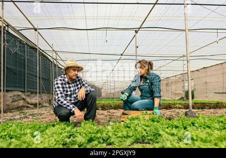 Lavoratori agricoli che raccolgono lattuga e verdure dalla serra - concetto di stile di vita di gente di fattoria Foto Stock