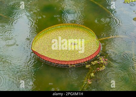 Le ninfee Victoria (Victoria amazonica) galleggiano sull'acqua in una giornata di pioggia, in Brasile. Foto Stock