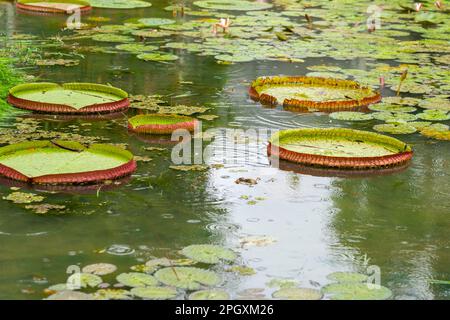 Le ninfee Victoria (Victoria amazonica) galleggiano sull'acqua in una giornata di pioggia, in Brasile. Foto Stock