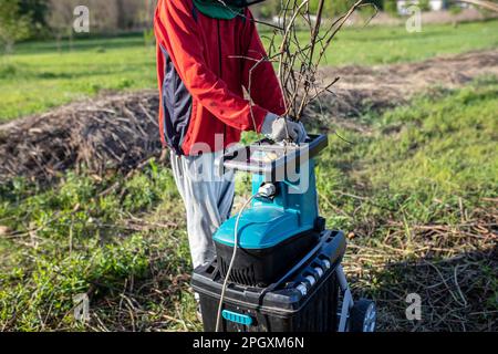 Un agricoltore taglia i rami in un macinacaffè elettrico da giardino per tagliarli durante la pulizia primaverile. Macinazione di viti di uve per la fabbricazione di combustibile per un solido Foto Stock