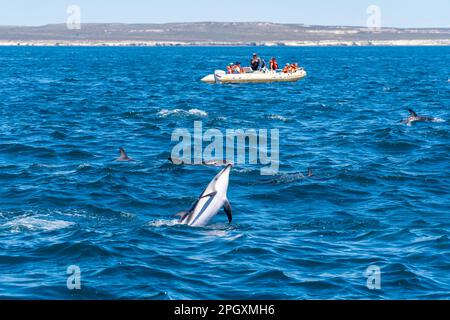 Delfini oscuri (Lagenorhynchus obscurus) che saltano sopra l'acqua blu con un tour in barca, Penisola, Argentina. Foto Stock