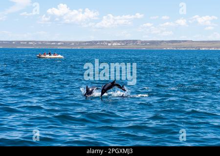 Delfini oscuri (Lagenorhynchus obscurus) che saltano sopra l'acqua blu con un tour in barca, la penisola di Valdes, Argentina. Foto Stock