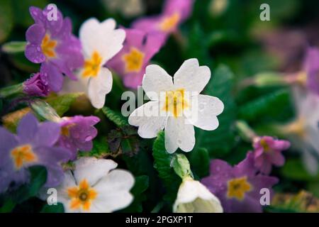 Fiori di campo piuttosto piccoli, Primrose dopo la pioggia in giardino, primo piano. Macro fiori primaverili. Foto Stock