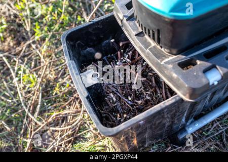 Scatola di raccolta da Garden Shredder riempita con rami triturati e pezzi di vite, adatta per pacciamatura da materiale rifinito durante la pulizia primaverile Foto Stock