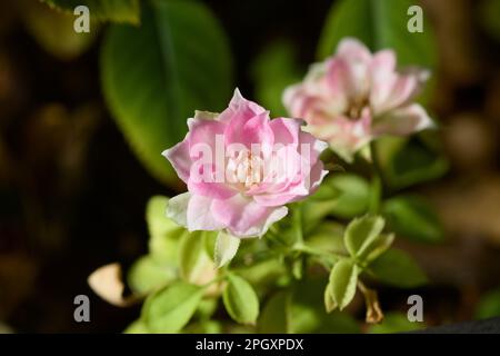 Macro fotografia di un piccolo fiore rosa di un cespuglio di rosa di timini con sfondo sfocato con spazio di copia Foto Stock