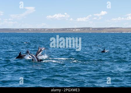 Delfini dusky (Lagenorhynchus oscurus) saltando sopra l'acqua blu, penisola di Valdes, Argentina. Foto Stock