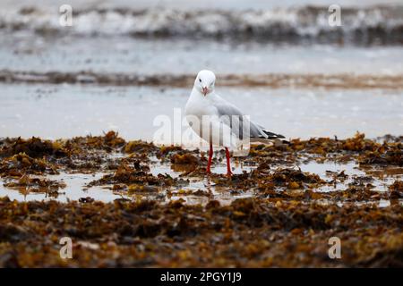 Belle immagini di animali intorno alla zona paludosa di Rothwell, uccelli selvatici che fanno roba di uccelli di Seagull. Foto Stock