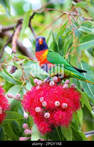 Belle immagini di animali intorno alla zona paludosa di Rothwell, uccelli selvatici Rainbow Lorikeet fare roba di uccelli. Foto Stock