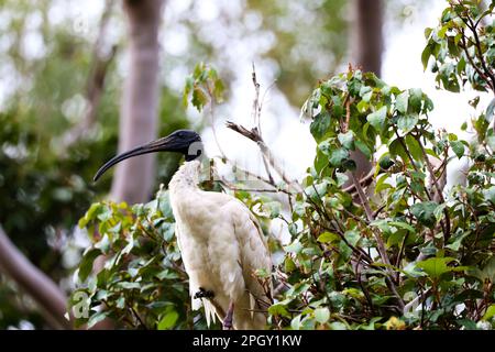 Splendide immagini di animali intorno alla zona delle zone umide di Rothwell, uccelli selvatici che fanno roba di uccelli Ibis. Foto Stock