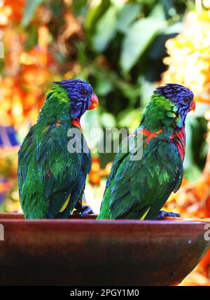 Belle immagini di animali intorno alla zona paludosa di Rothwell, uccelli selvatici Rainbow Lorikeet fare roba di uccelli. Foto Stock