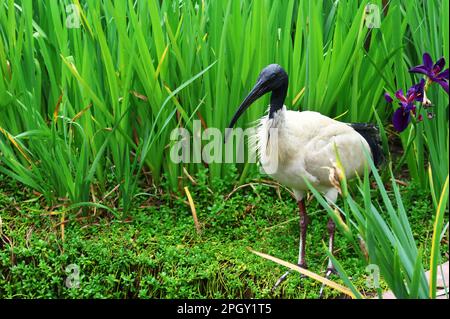 Splendide immagini di animali intorno alla zona delle zone umide di Rothwell, uccelli selvatici che fanno roba di uccelli Ibis. Foto Stock