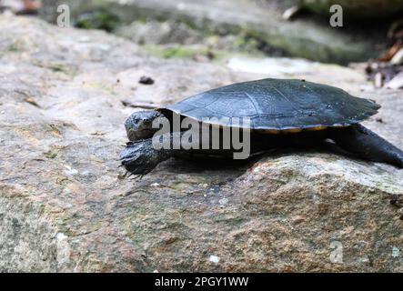 Splendide immagini di animali intorno alla zona umida di Rothwell e tartarughe che si stendono fuori dal laghetto. Foto Stock