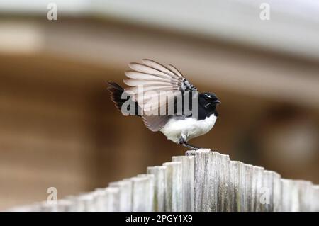 Belle immagini di animali intorno alla zona paludosa di Rothwell, uccelli selvatici che fanno roba di uccelli. Willy Wagtail che si muove è, però. Foto Stock