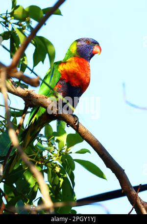 Belle immagini di animali intorno alla zona paludosa di Rothwell, uccelli selvatici Rainbow Lorikeet fare roba di uccelli. Foto Stock