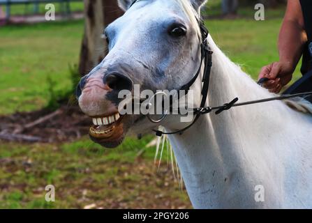 Belle immagini di animali intorno alla zona paludosa di Rothwell, e questo divertente e grazioso cavallo bianco. Foto Stock