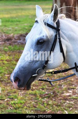 Belle immagini di animali intorno alla zona paludosa di Rothwell, e questo divertente e grazioso cavallo bianco. Foto Stock