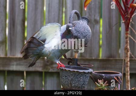 Belle immagini di animali intorno alla zona paludosa di Rothwell, uccelli selvatici che fanno roba di uccelli. Foto Stock