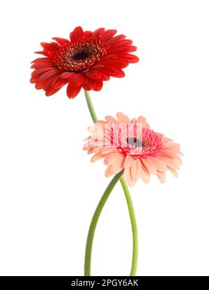 Bella gerbera rosso e rosa fiori isolato su bianco Foto Stock