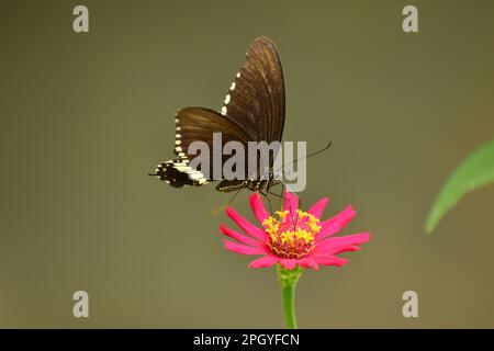 Coda di rondine comune di mormon. Papilio politi. Java, Indonesia. Foto Stock