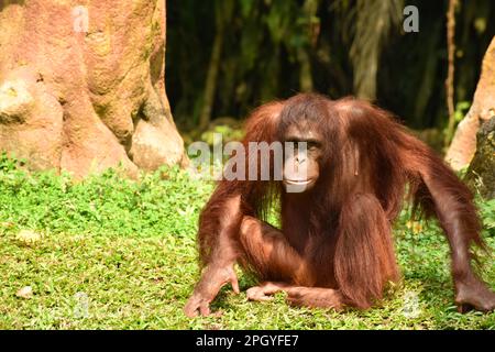 Un orangutan seduto su grass.Taman safari Prigen, Giava Est, Indonesia. Foto Stock