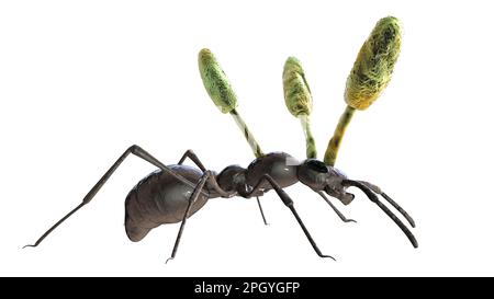 Cordyceps fungo parassita che cresce su formica, illustrazione Foto Stock