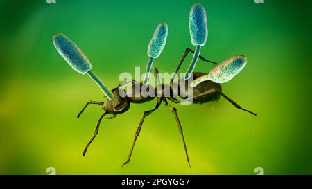 Cordyceps fungo parassita che cresce su formica, illustrazione Foto Stock