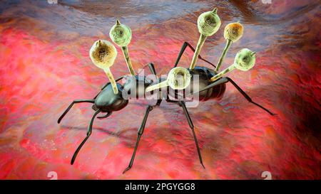 Cordyceps fungo parassita che cresce su formica, illustrazione Foto Stock