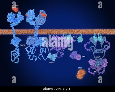 Percorso RAF-MEK-ERK, illustrazione Foto Stock